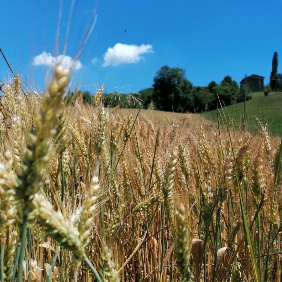 Az. Agr. Agriturismo Nonna Nella Villa Guiglia Eksteriør bilde